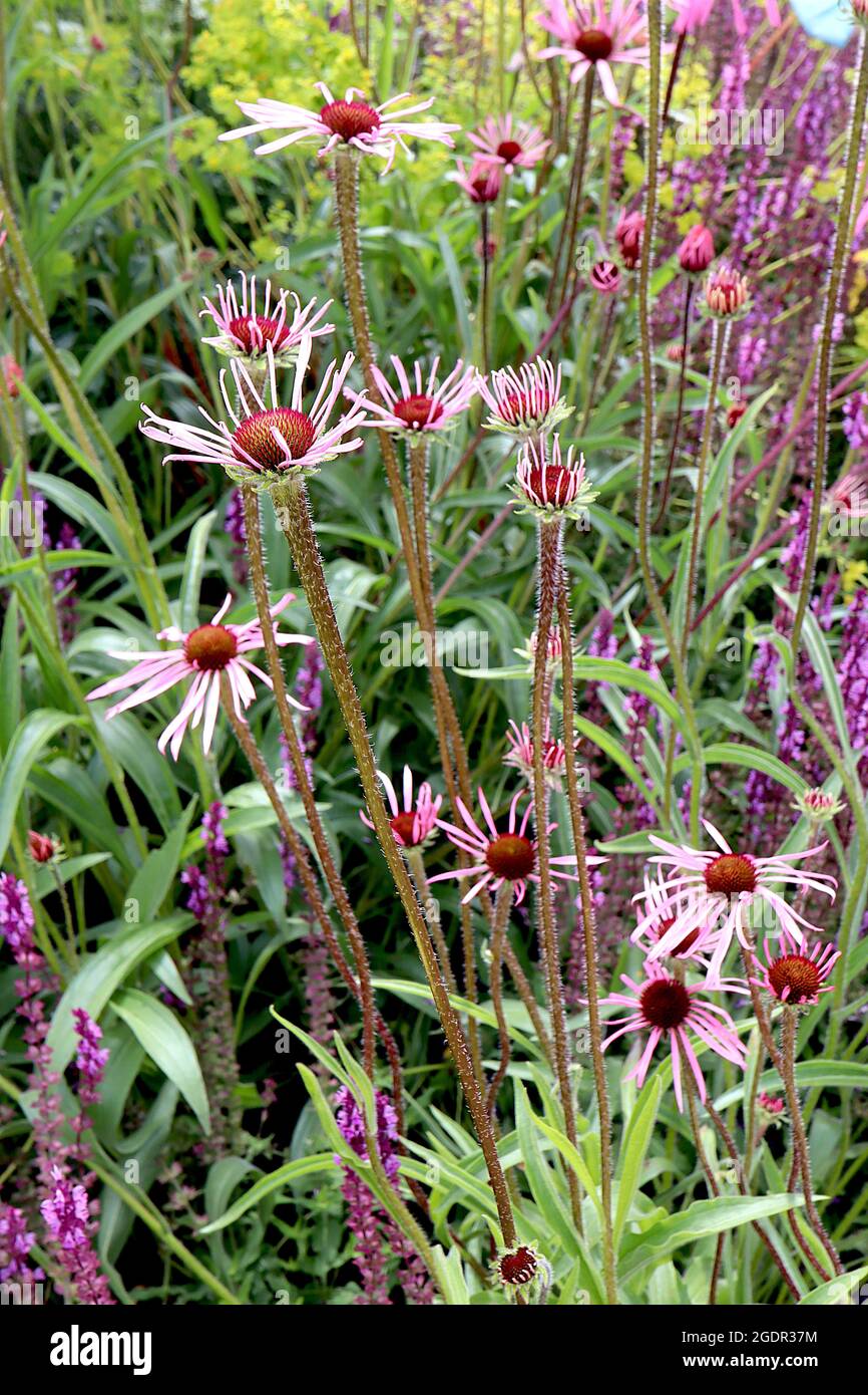 Echinacea pallida PETALI EMERGENTI violaceo pallido pallido – petali verticali rosa pallido e centro a forma di cono, luglio, Inghilterra, Regno Unito Foto Stock