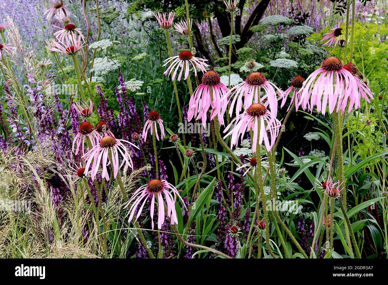 Echinacea pallida viola pallida coneflower - petali rosa pallido e centro a forma di cono, luglio, Inghilterra, Regno Unito Foto Stock