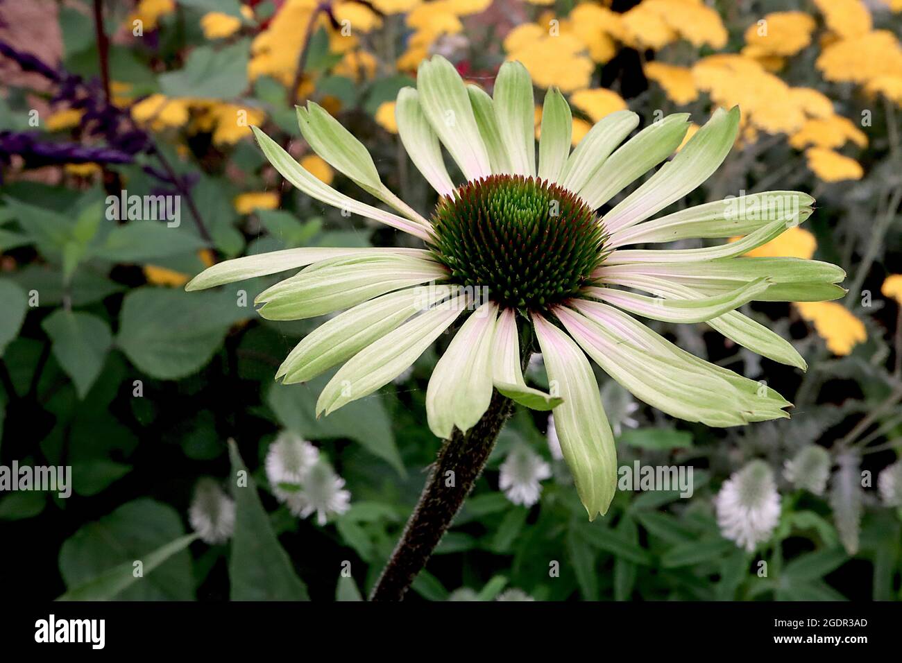 Echinacea purpurea ‘Green Twister’ verde Twister – ribattezzato rosa medio a petali verdi calce e centro a forma di cono, luglio, Inghilterra, Regno Unito Foto Stock