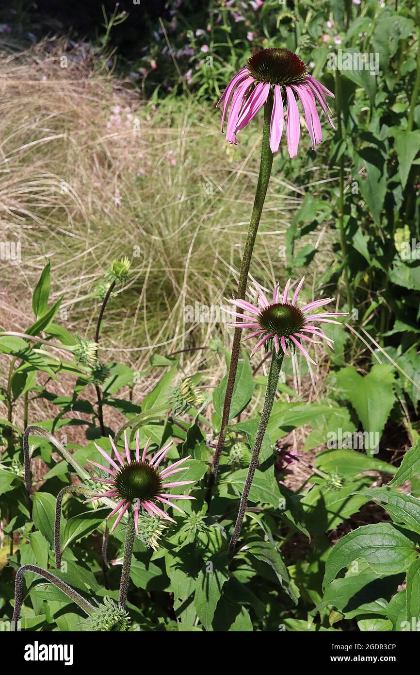 Echinacea purpurea ‘Starlight’ pallido – petali rosa pallido e centro a forma di cono, luglio, Inghilterra, Regno Unito Foto Stock