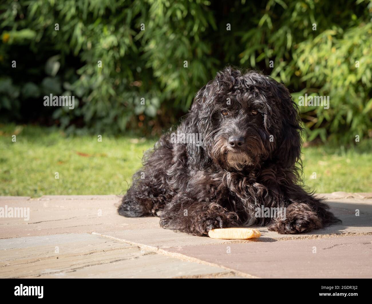 Un cucciolo nero di cockapoo sdraiato in un giardino in una mattinata soleggiata con una mastice tra le zampe Foto Stock