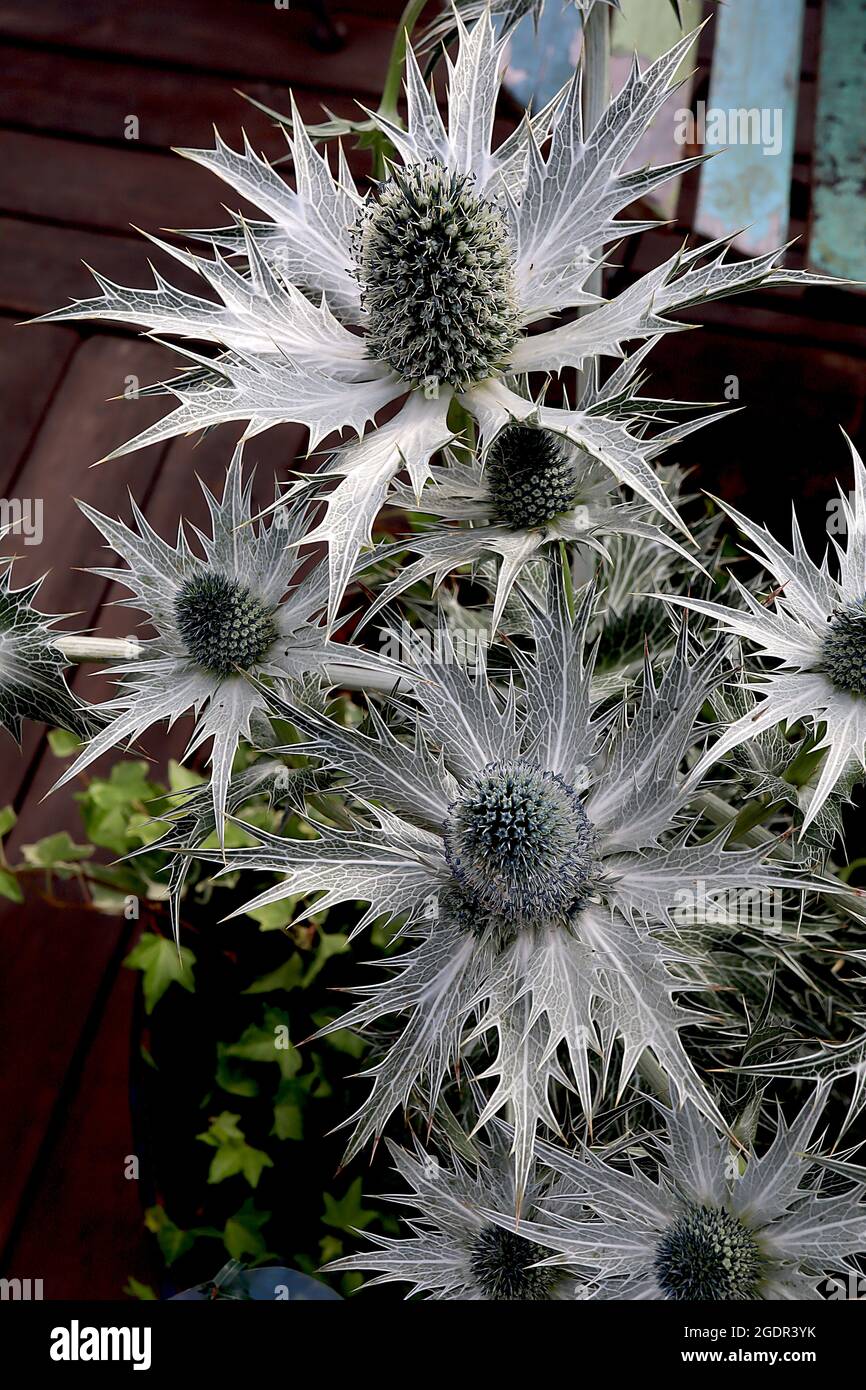 Eryngium giganteum ‘Silver Ghost’ gigante mare agile Ghost Argento - teste di fiori a forma di cono in cima a larghe bratte grigio argento, luglio, Inghilterra, Regno Unito Foto Stock