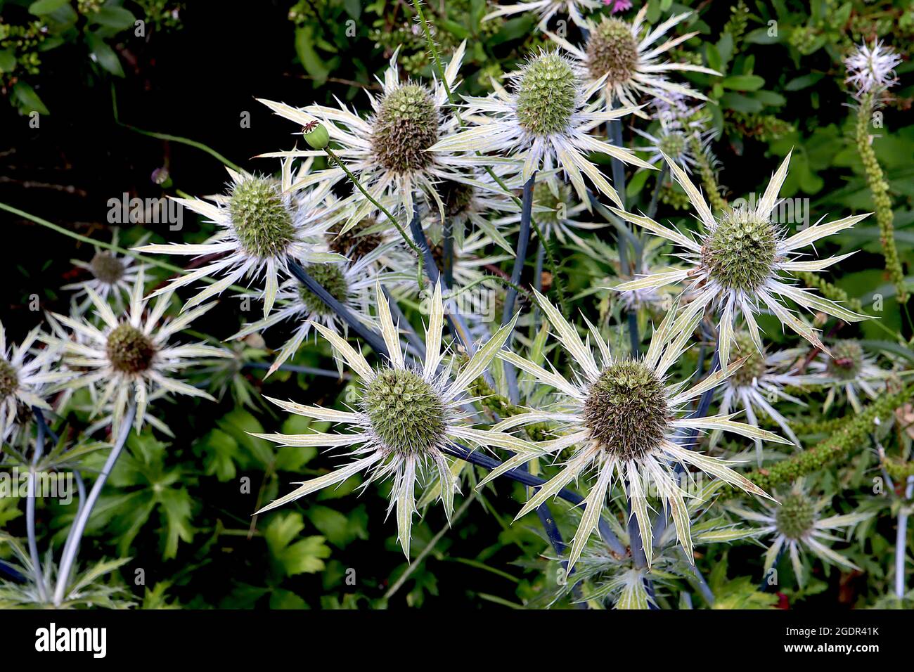 Eryngium x zabelii ‘Jos Eijking’ mare agile Jos Eijking – teste di fiori a forma di cono verde chiaro in cima a bratte verdi grigie, steli blu malva, luglio, Inghilterra Foto Stock