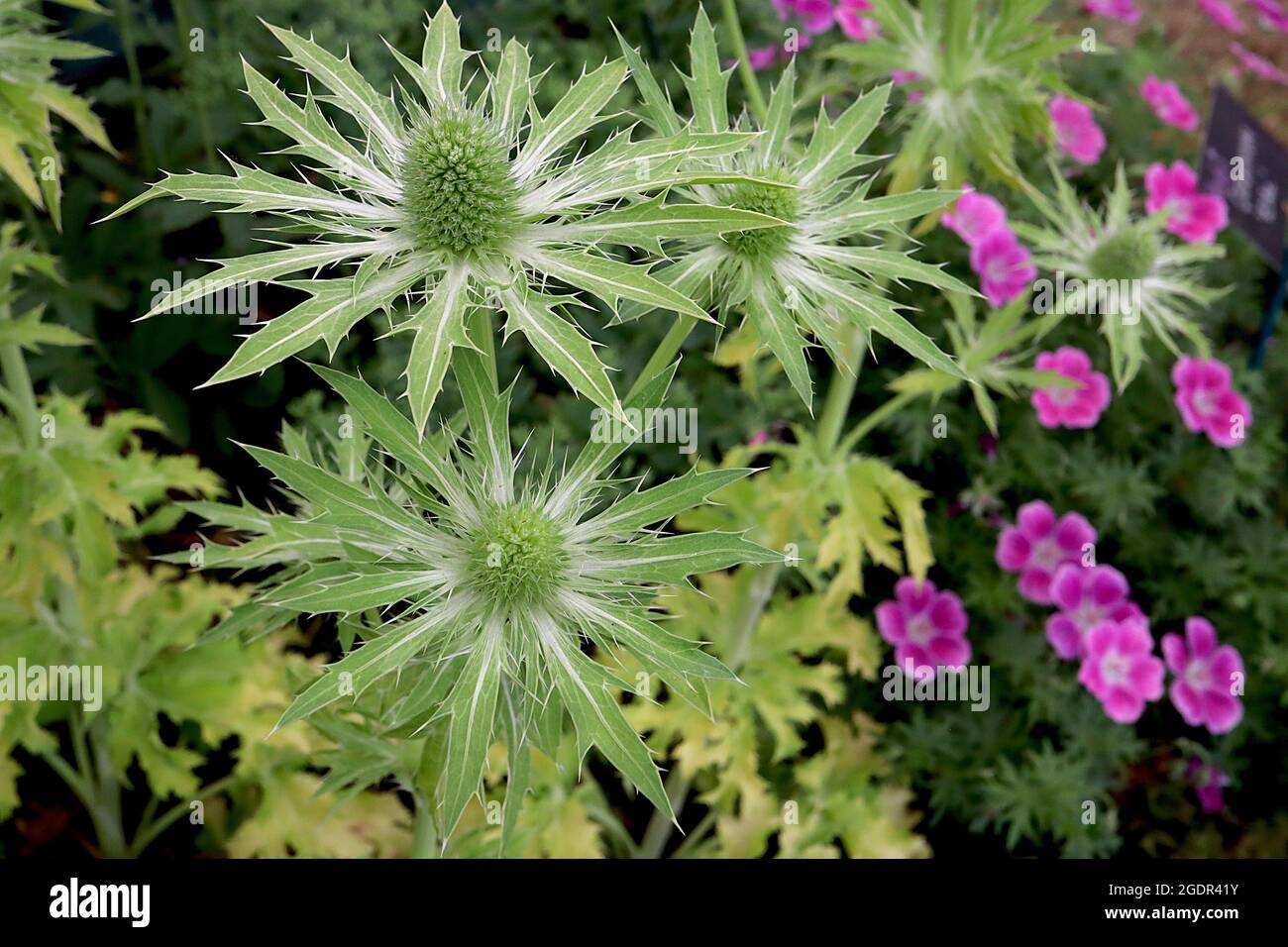 Eryngium x zabelii ‘Neptunes Oro’ mare agile Neptunes Oro - teste di fiori a forma di cono verde chiaro in cima a bratte verdi, foglie d'oro verde Foto Stock