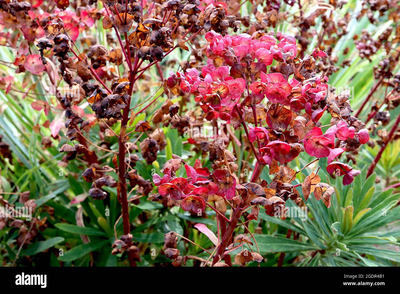Euphorbia Characias ‘Galaxy Glow’ Spurge Galaxy Glow – fiori rossi e bratte in cima alle foglie mid green a forma di lancia, luglio, Inghilterra, Regno Unito Foto Stock