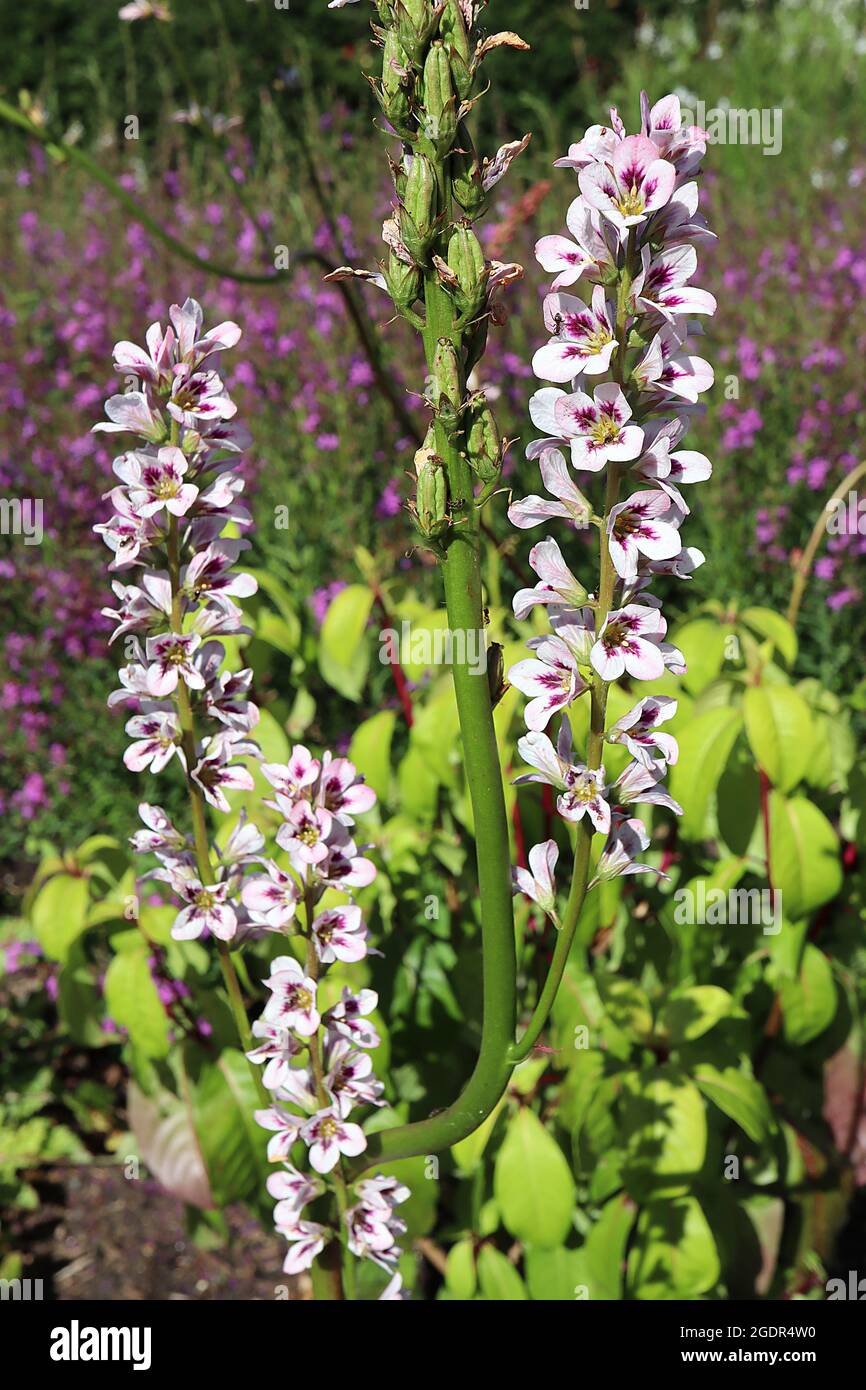 Francoa sonchifolia bridalwreath – fiori bianchi a forma di campana con marcature viola, steli molto alti e spessi, luglio, Inghilterra, Regno Unito Foto Stock