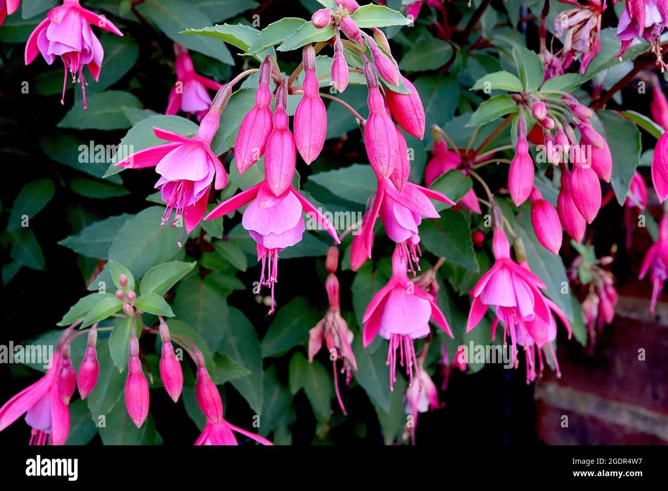 Fucsia ‘Beacon Rose’ tubo rosa medio, setti cremisi svasati, luglio, Inghilterra, Regno Unito Foto Stock