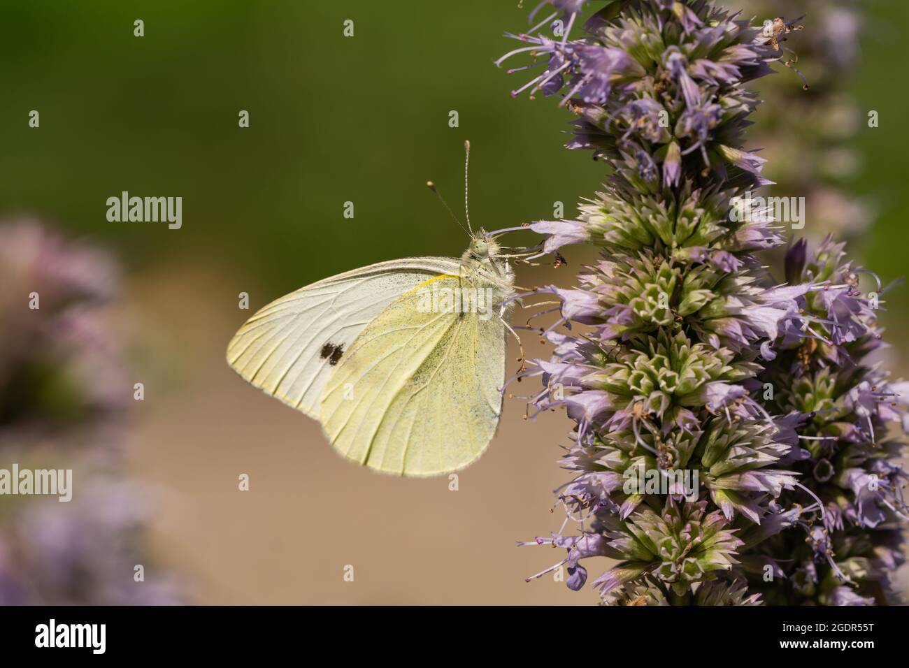 Piccolo cibo bianco di cavolo sui fiori di hysssop Foto Stock