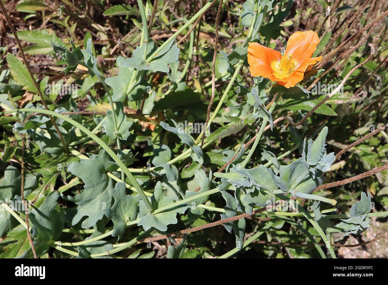 Glaucium corniculatum ‘Arancio bruciato’ Poppy con cornici rosse bruciato Arancio – fiori arancioni con centro giallo, capsule di semi a forma di corno pelose, luglio, Regno Unito Foto Stock