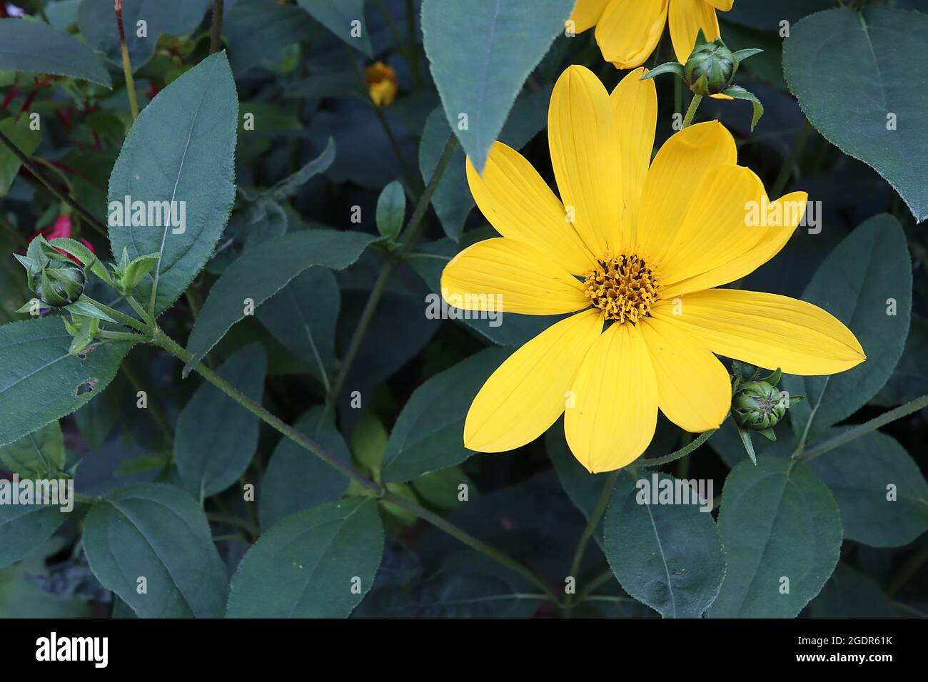 Heliopsis helianthoides bue-eye girasole – giallo dorato daisy-like fiori con foglie verde molto scuro, luglio, Inghilterra, Regno Unito Foto Stock