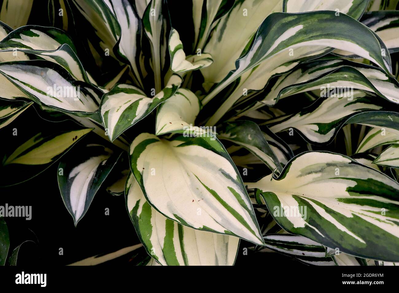 Hosta ‘Fireworks’ Plantain Lily Fireworks – ampie foglie di crema ovata con spruzzi di verde medio e scuro, luglio, Inghilterra, Regno Unito Foto Stock