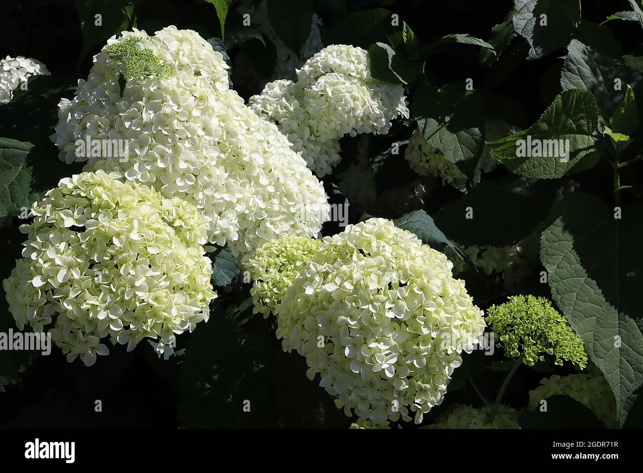 Hydrangea arborescens ‘Annabelle’ Hortensia Annabelle – teste di fiori bianchi e verdi pallidi, luglio, Inghilterra, Regno Unito Foto Stock