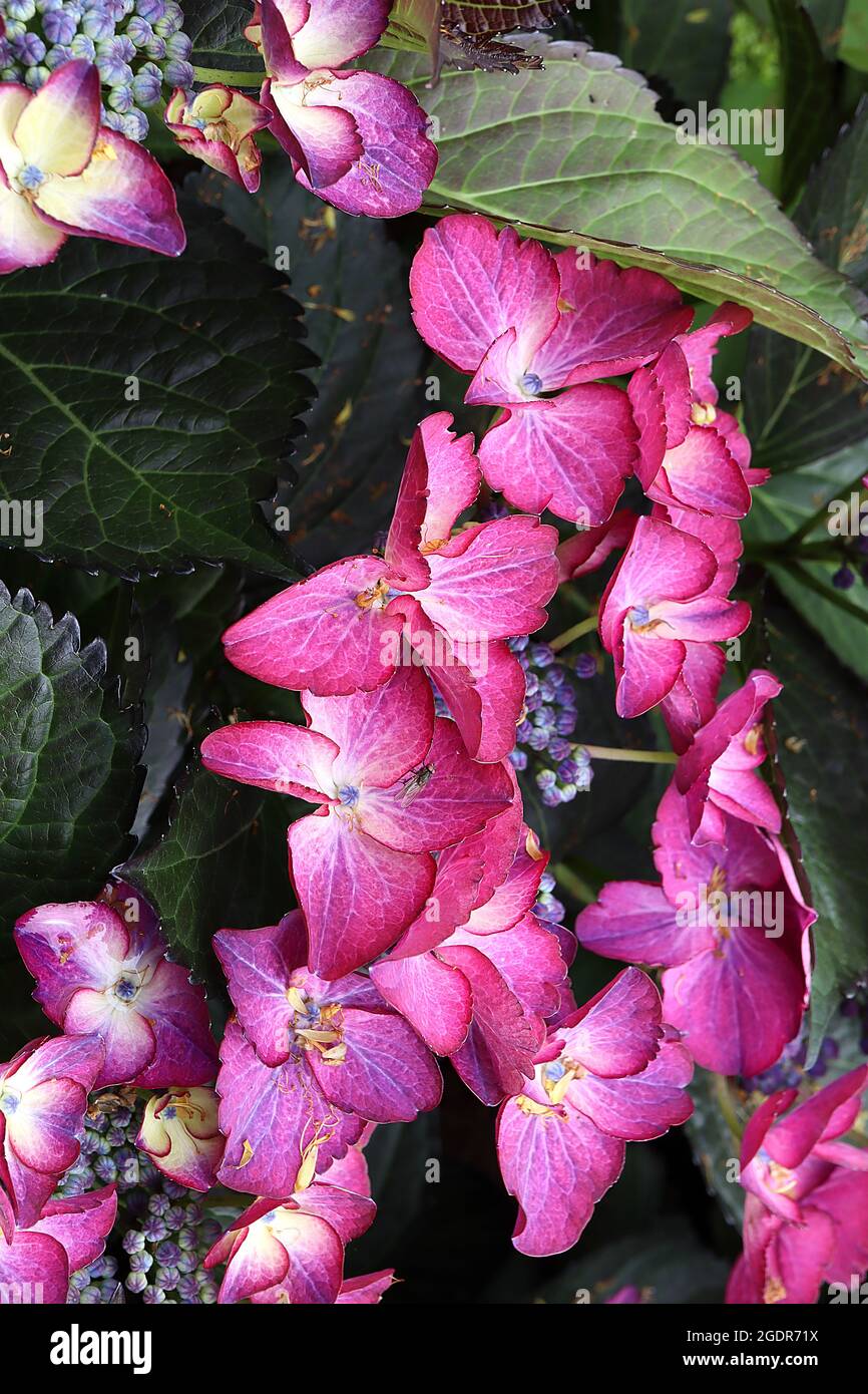 Hydrangea macrophylla ‘DArk Angel Purple’ Hortensia Dark Angel Purple – porpora fiori di porpora rossa e bottone blu, luglio, Inghilterra, Regno Unito Foto Stock