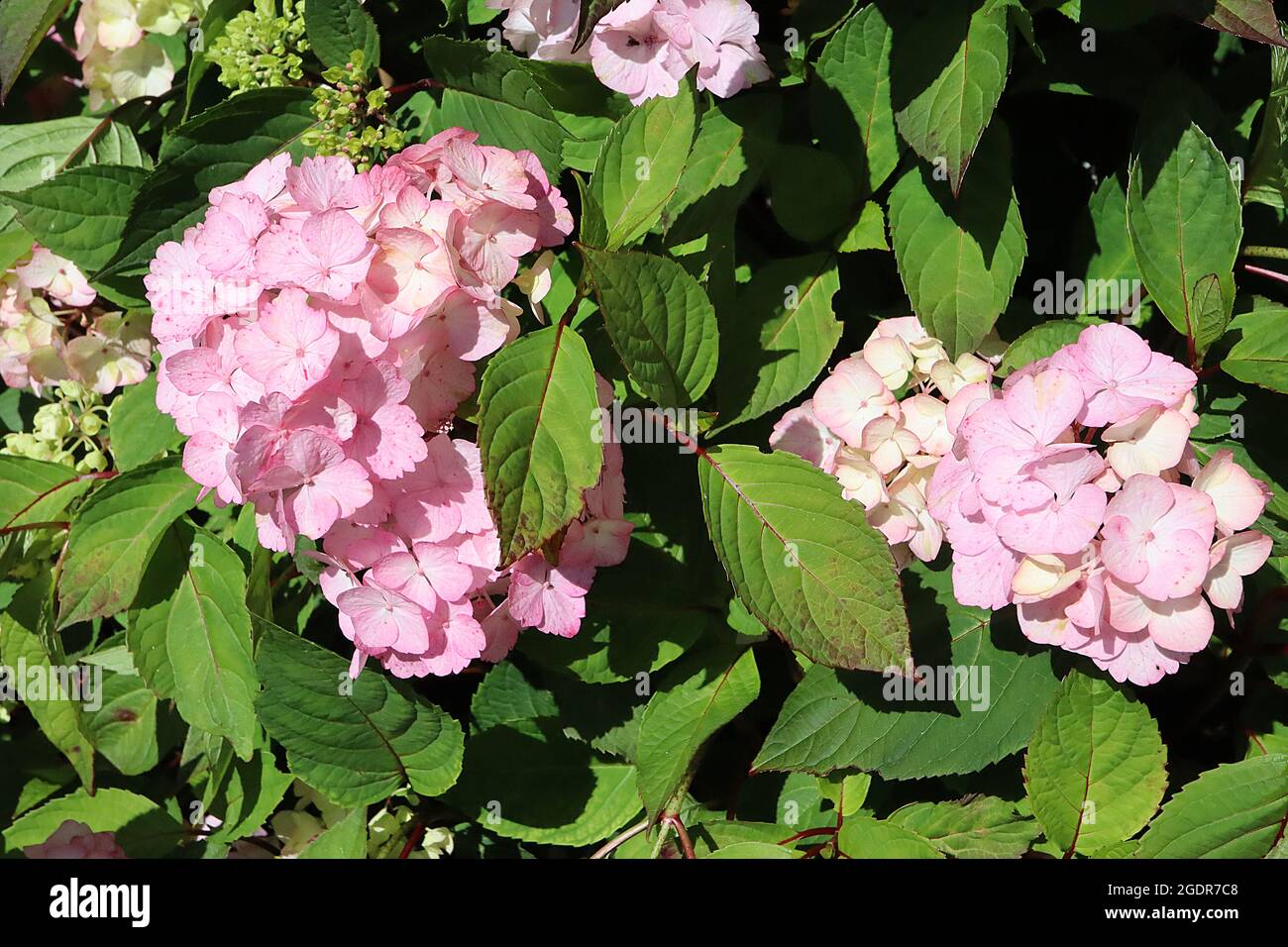 Hydrangea serrata ‘preziosa’ fiori rosa medi con centro bianco, luglio, Inghilterra, Regno Unito Foto Stock