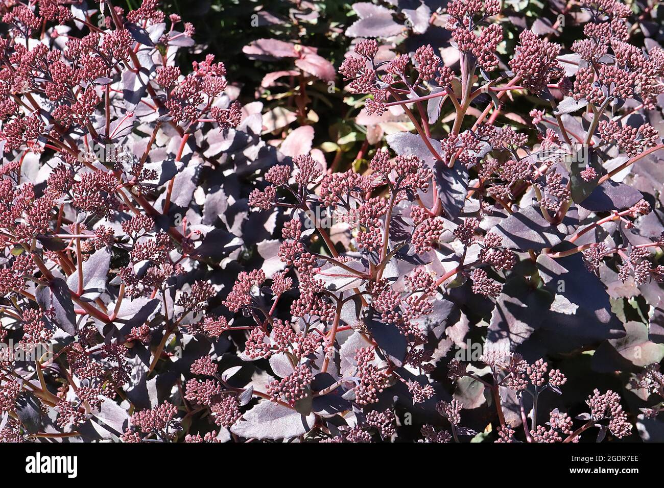 Hylotephium / Sedum ‘Karfunkelstein’ ammassi piatti di piccole boccioli di fiori cremisi in cima a foglie nere porpora carnosa, luglio, Inghilterra, Regno Unito Foto Stock