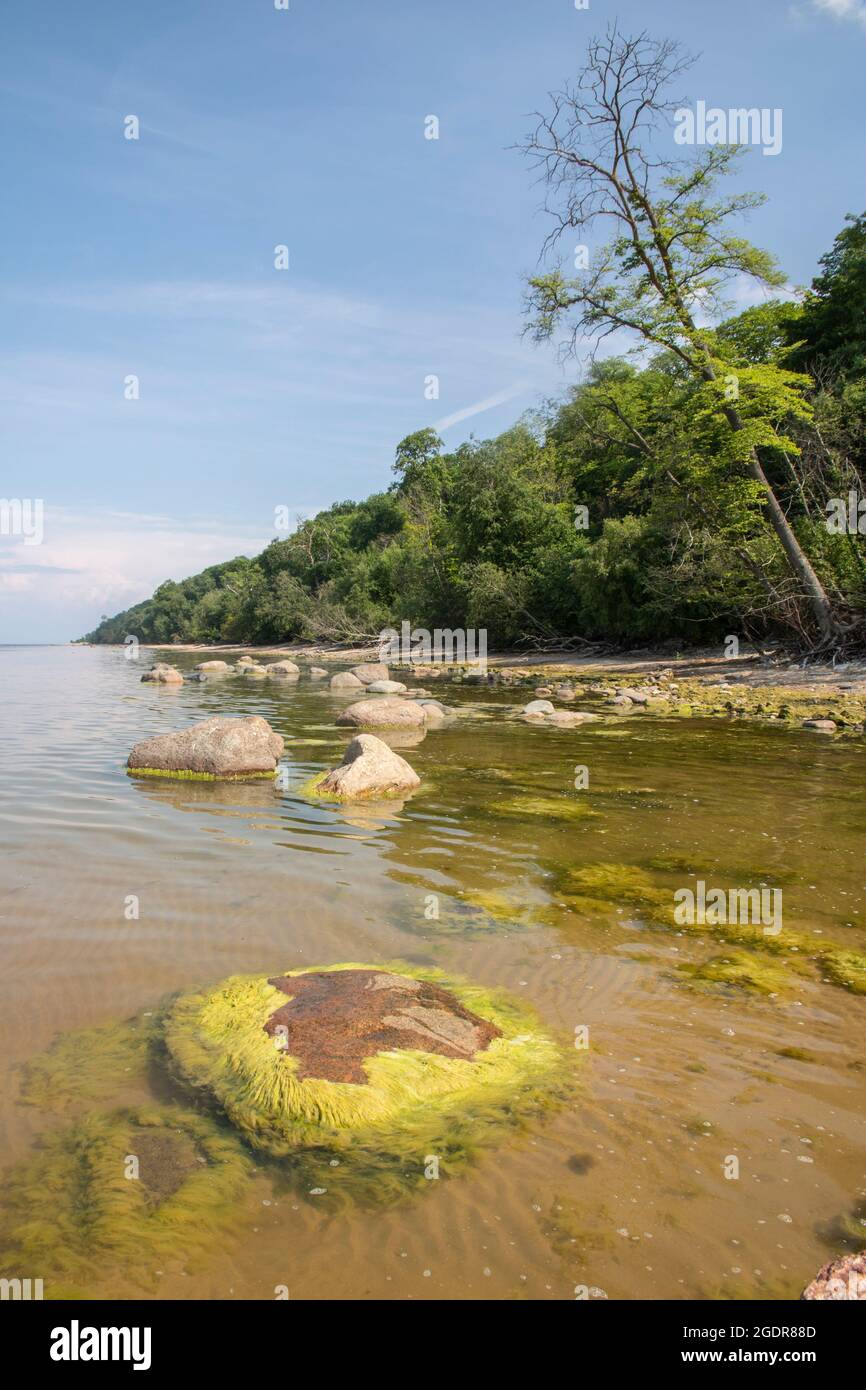 Costa estone a Saka, Estonia orientale Foto Stock
