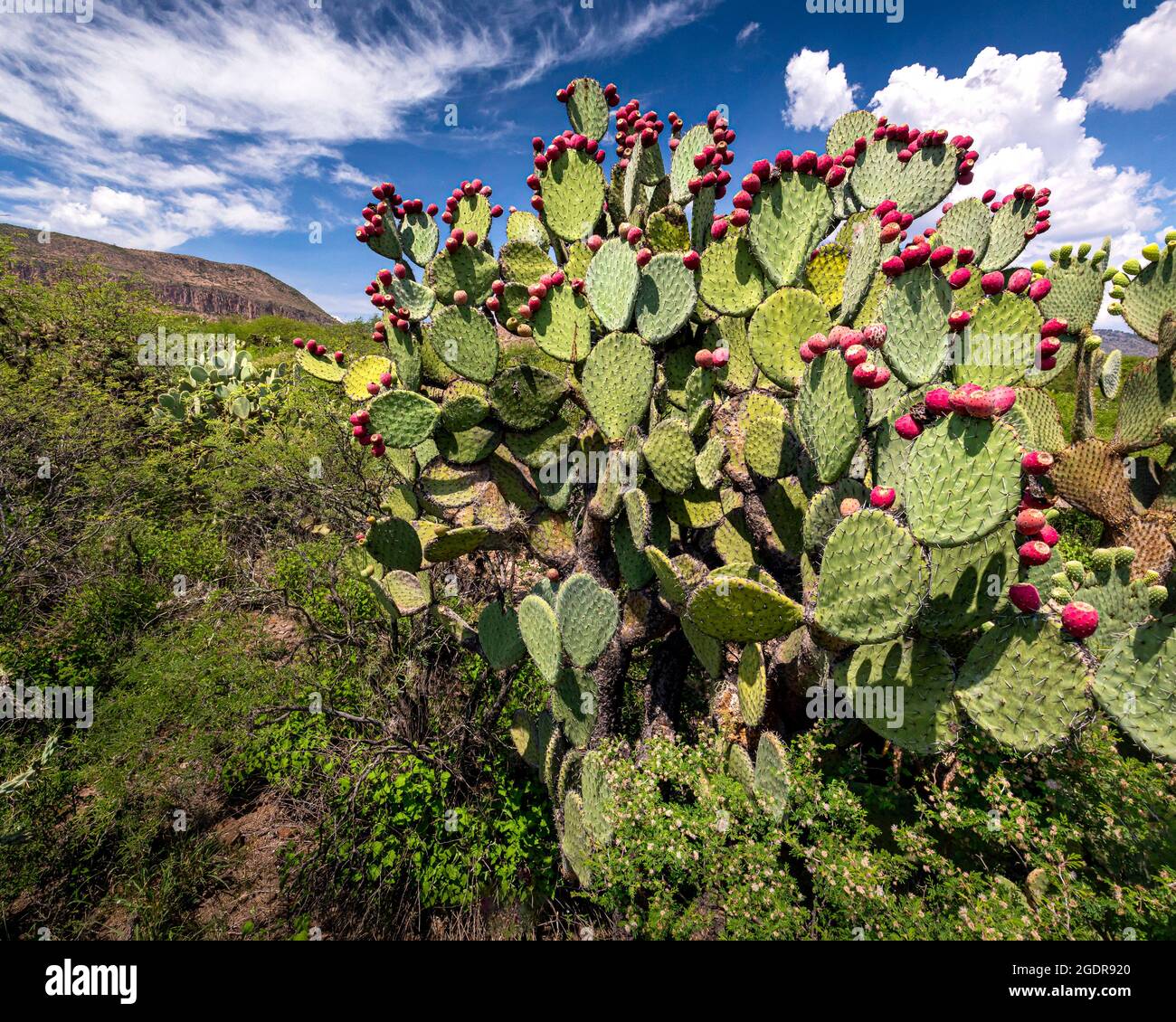 Un grande cactus Prickly Pear con frutta rossa a Guanajuato, Messico. Foto Stock