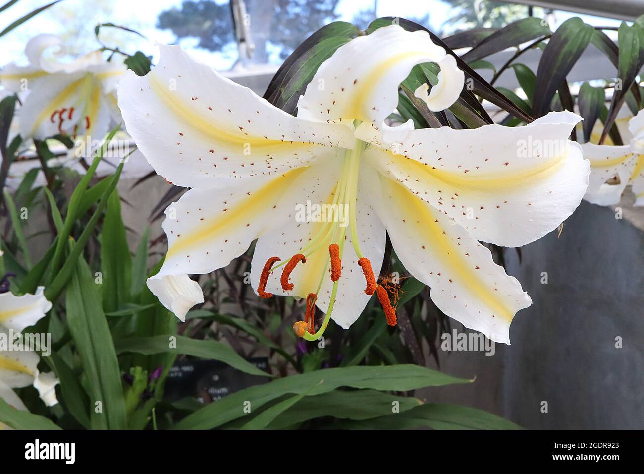 Lilium auratum ‘Gold Band’ Gold Giglio dorato – Giglio bianco profumato con bande gialle e macchie brune, luglio, Inghilterra, Regno Unito Foto Stock