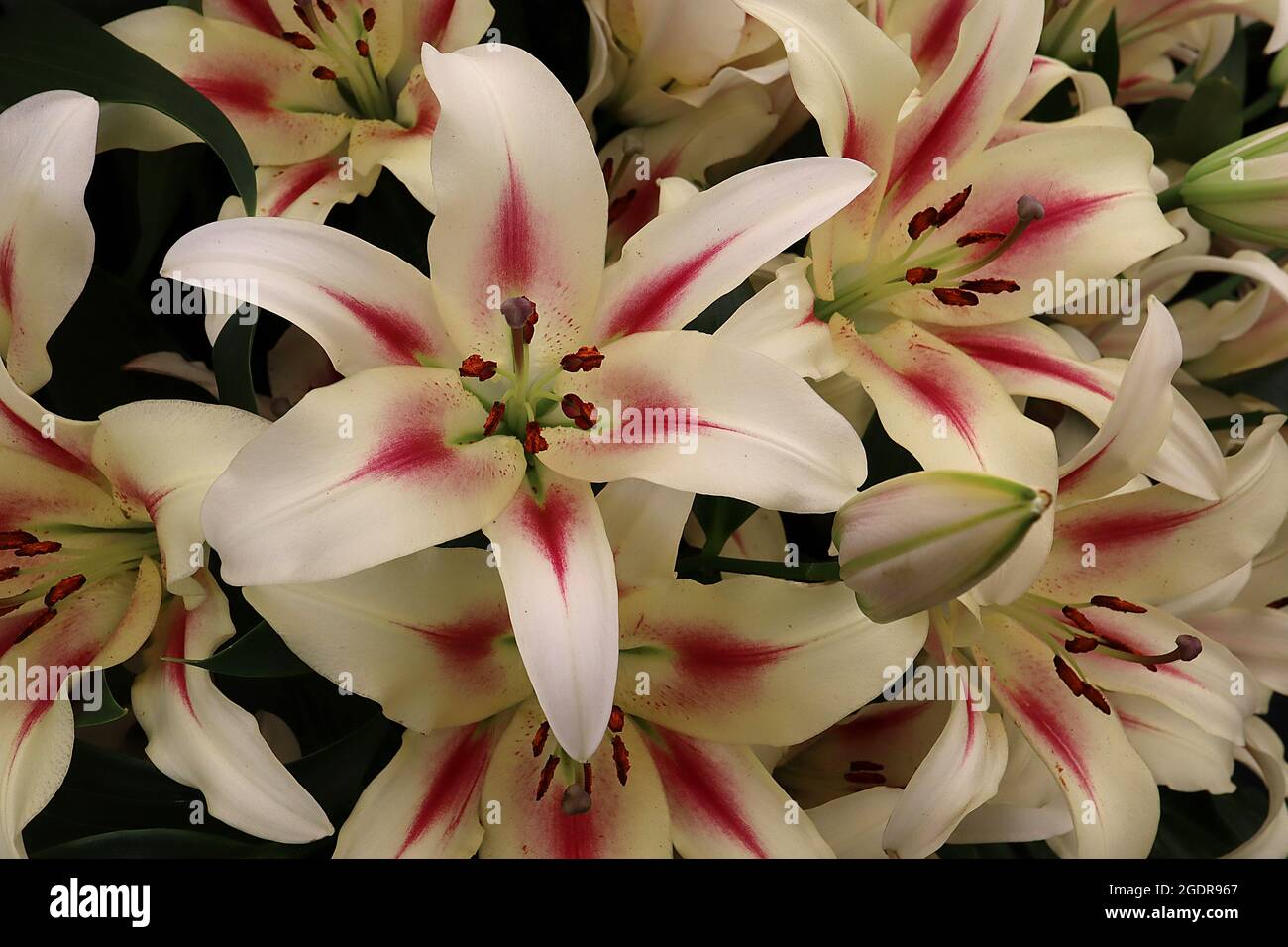 Lilium ‘Nymph’ Oriental Lilium Nymph – fiori bianchi profumati con marcature color cremisi e macchie di cremisi sparse, luglio, Inghilterra, Regno Unito Foto Stock