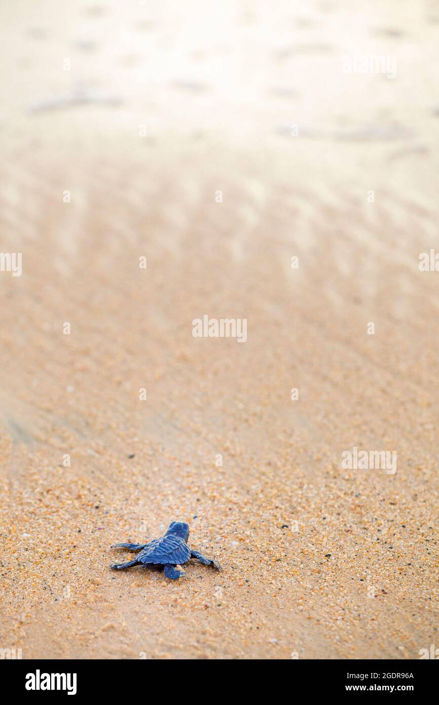 Una neonata Olive Ridley turtle capi in mare tutto solo per la prima volta, Ixtapilla, Michoacan, Messico. Foto Stock