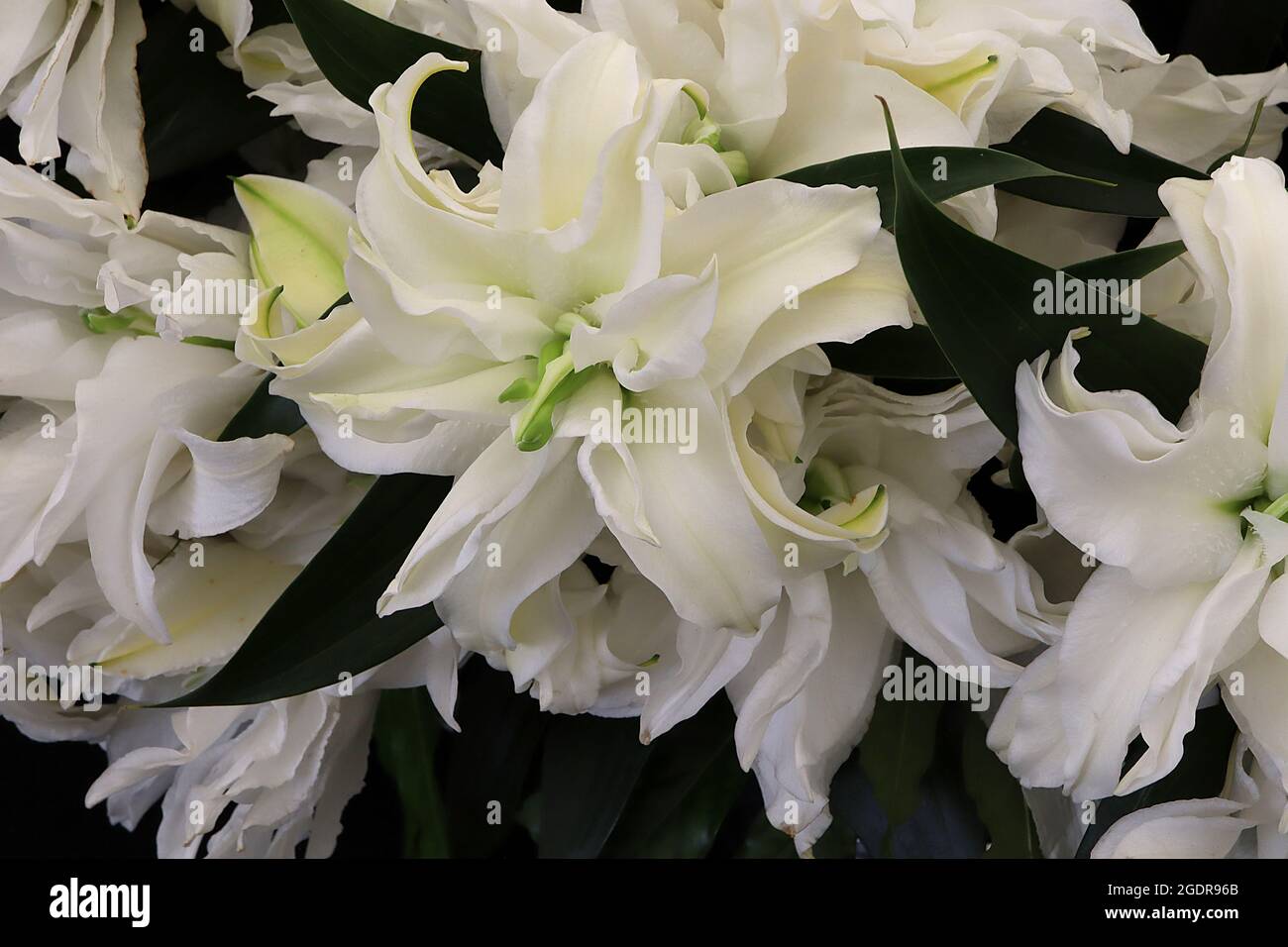 Lilium ‘Petronella’ Giglio orientale Petronella – due fiori bianchi profumati con petali volati e ritorti, senza polline, luglio, Inghilterra, Regno Unito Foto Stock