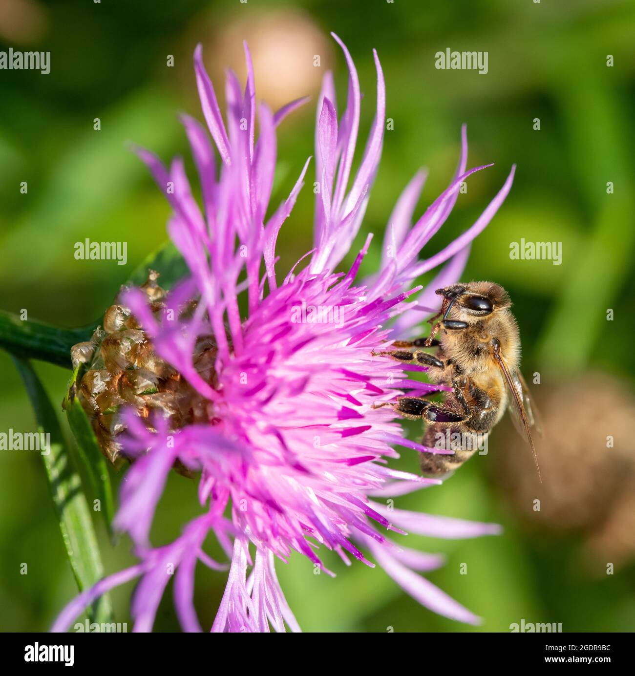 Macro shot di un'ape di miele occidentale che si nuce a un fiore di cardo viola Foto Stock