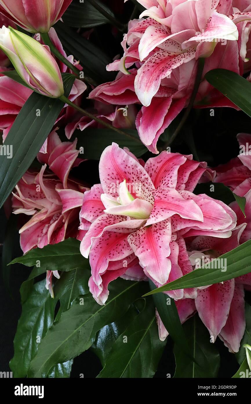 Lilium ‘Tatijana’ Giglio orientale Tatijana – due fiori rosa profondi profumati con margini bianchi e macchie rosse profonde, luglio, Inghilterra, Regno Unito Foto Stock