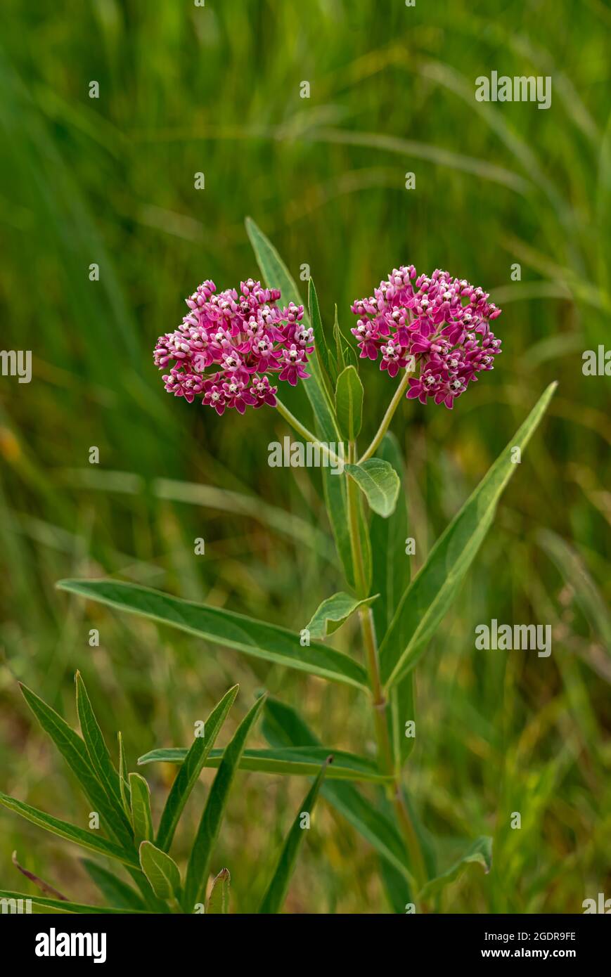 La palude fioritò nella prateria Tall Grass vicino a Tolstoi, Manitoba, Canada. Foto Stock