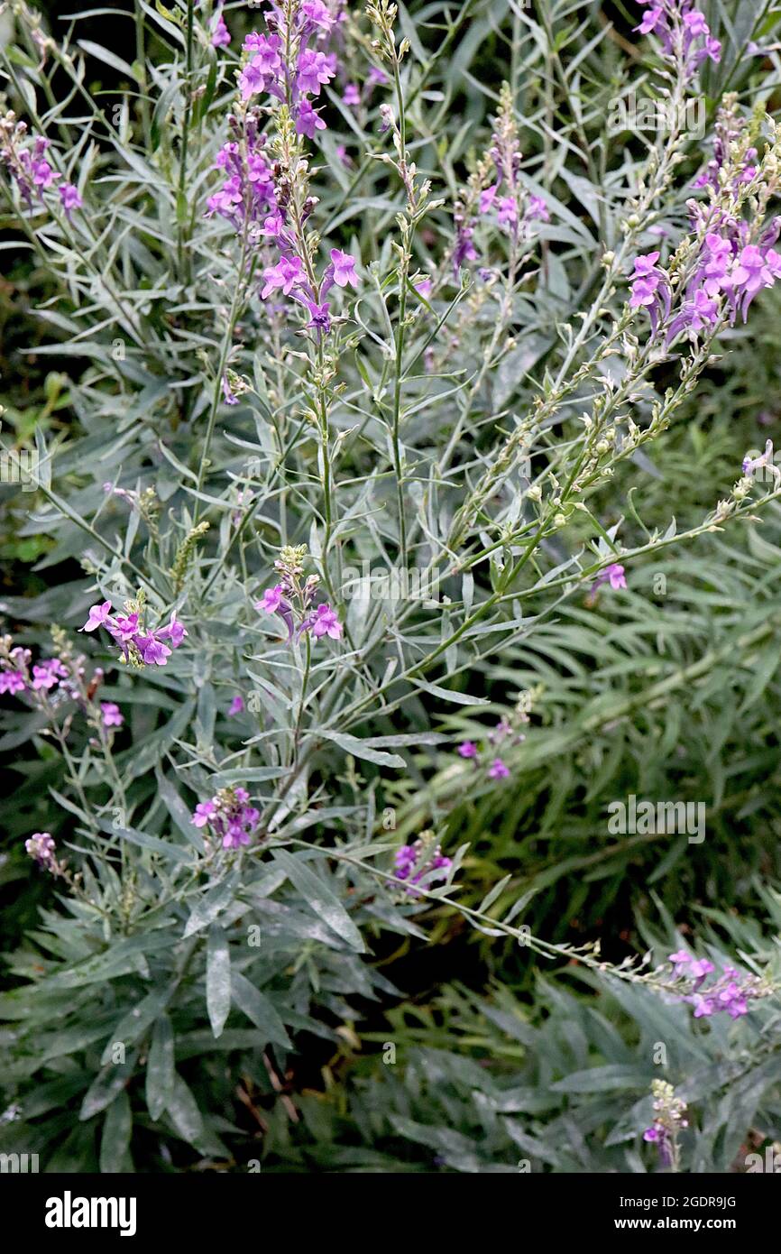 Linaria purpurea porpora toadflax – punte di fiori di viola spurred, luglio, Inghilterra, Regno Unito Foto Stock