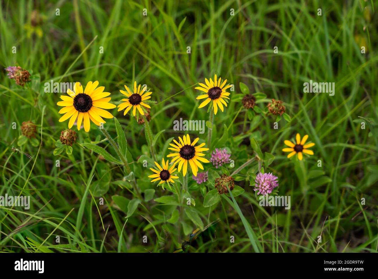 Fiori selvatici susan dagli occhi neri nella Tall Grass Prarie vicino a Tolstoi, Manitoba, Canada. Foto Stock