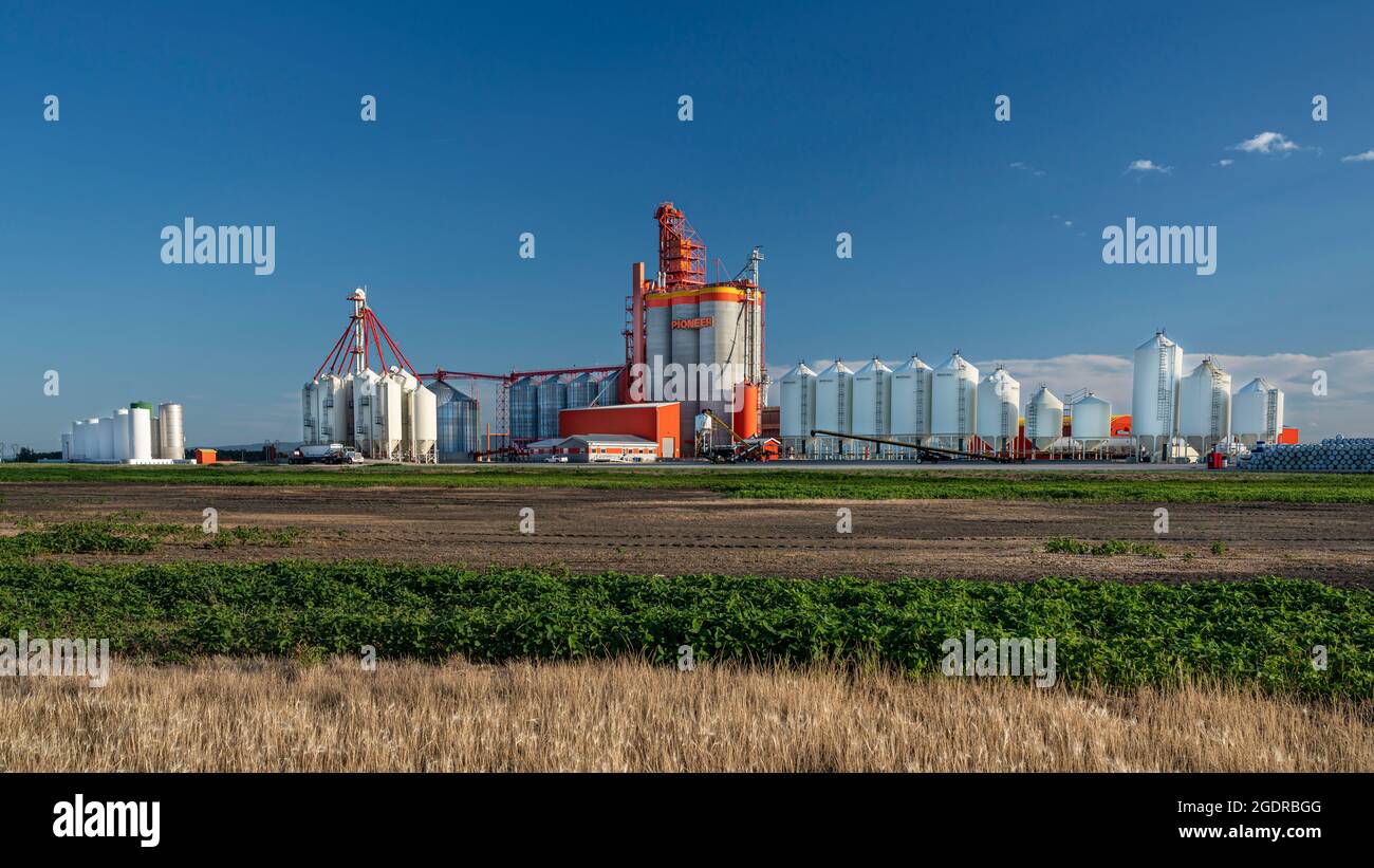 Il terminal dei cereali interni Pioneer a Dauphin, Manitoba, Canada. Foto Stock