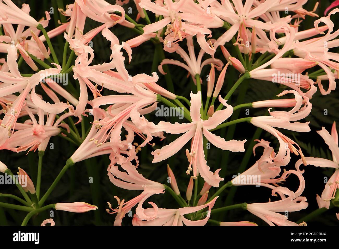 Nerine bowdenii ‘Vesta’ fiori rosa chiaro a forma di imbuto con margini increspati e petali sottili, luglio, Inghilterra, Regno Unito Foto Stock