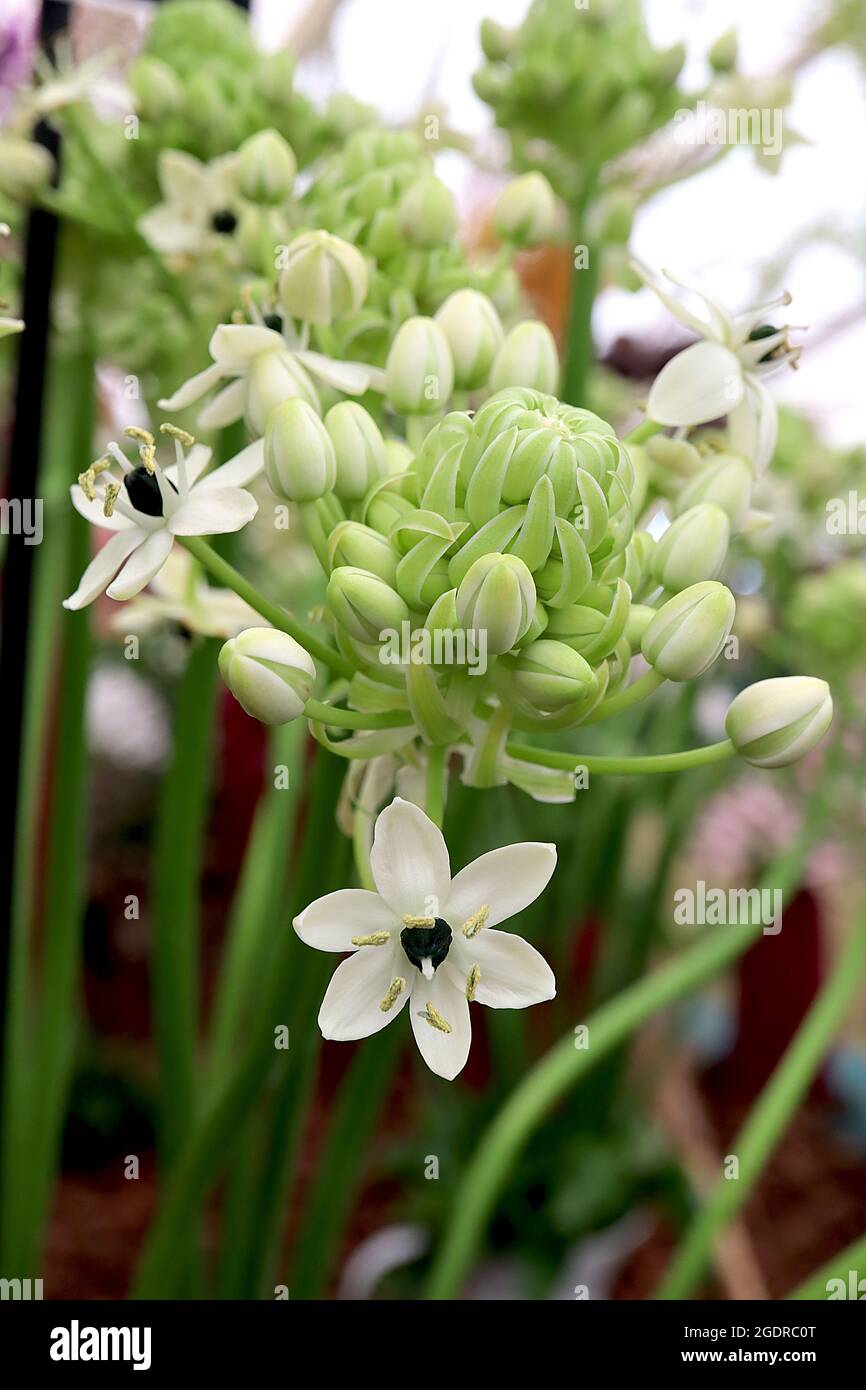 Ornithogalum arabicum Starflower arabo – corona di fiori bianchi a grappolo con centro nero e più setti su steli spessi, luglio, Inghilterra, Regno Unito Foto Stock