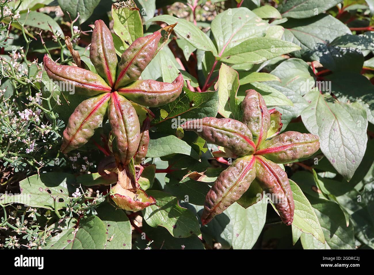 Teste di semi di Paeonia teste di semi di peonia – semi di stelle marine, luglio, Inghilterra, Regno Unito Foto Stock