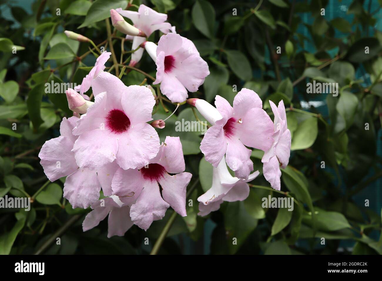 Pandorea jasminoides ‘Pink Supreme’ pianta del tosaerba – piccoli gruppi di fiori rosa pallidi a forma di imbuto con gola cremisi, luglio, Inghilterra, Regno Unito Foto Stock