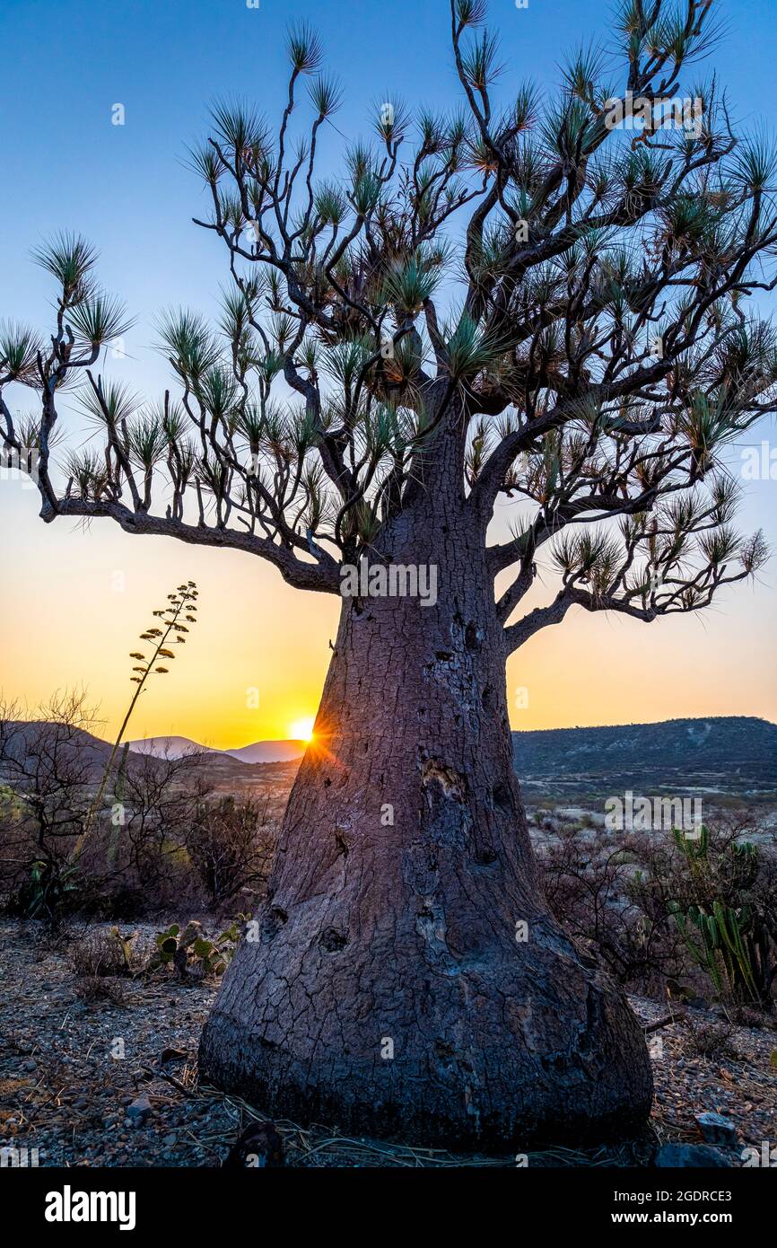 Un'antica palma Ponytail (Beaucarnea recurvata) all'alba nella riserva Tehuacan-Cuicatlan, Puebla, Messico Foto Stock