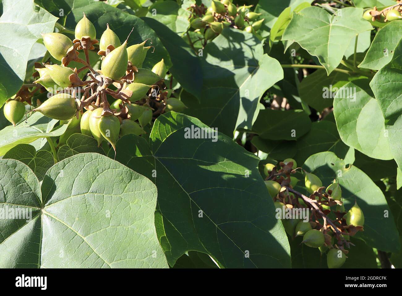 Pawlonia tomentosa foxglove tree - capsule di semi a forma di uovo verde di mela, luglio, Inghilterra, Regno Unito Foto Stock