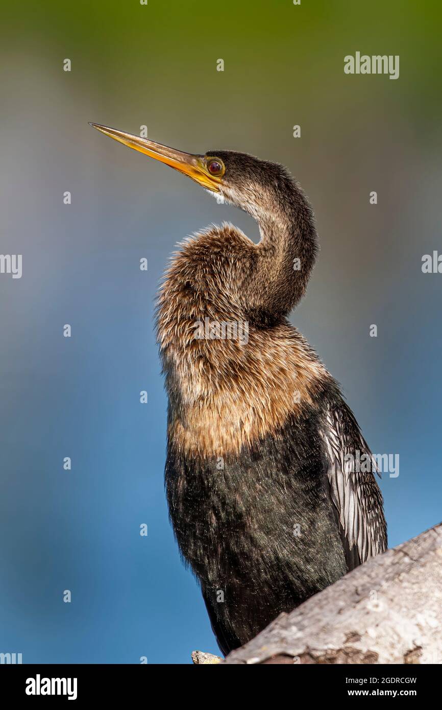 L'uccello acquatico Anhinga all'Audobon Rookery, Venezia, Florida, USA. Foto Stock