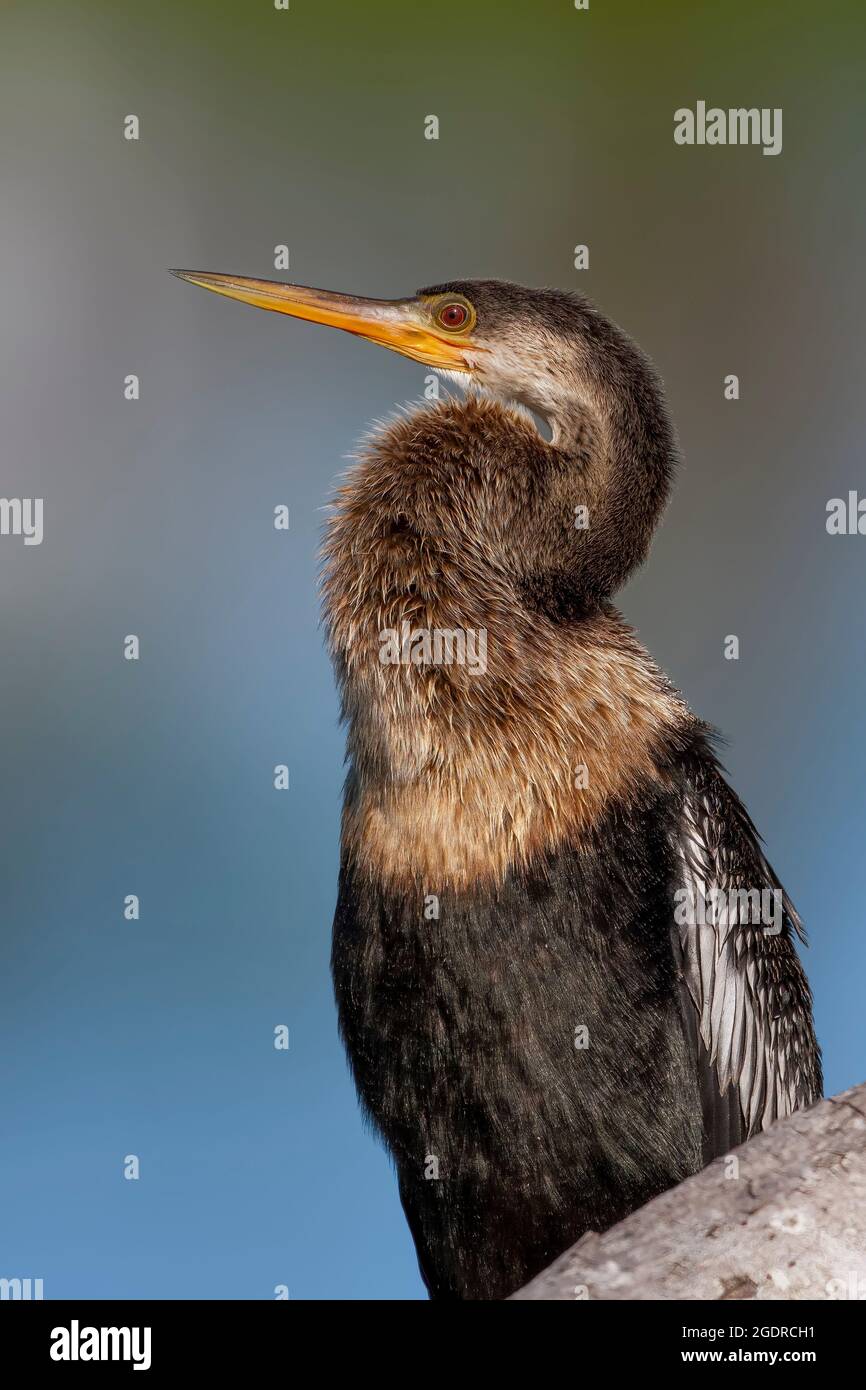 L'uccello acquatico Anhinga all'Audobon Rookery, Venezia, Florida, USA. Foto Stock