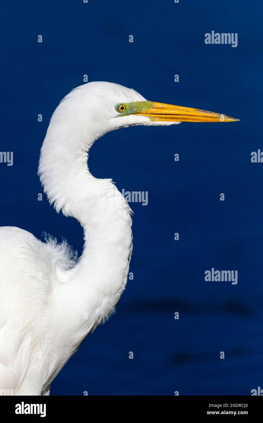 Il Grande Egret all'Audobon Rookery, Venezia, Florida, USA. Foto Stock