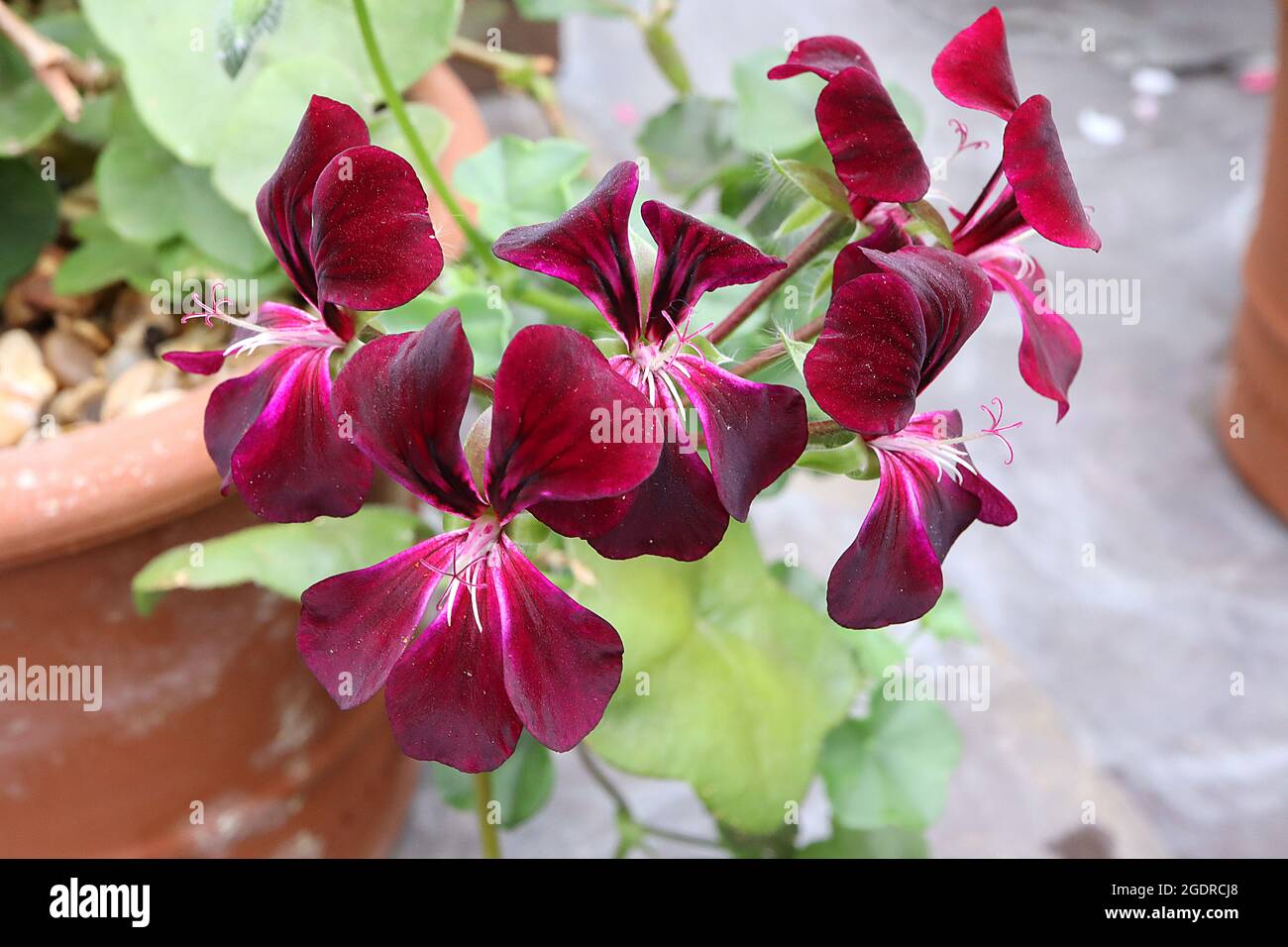 Pelargonium ‘Choun Cho’ pelargonium choun Cho – fiori rossi di prugne e foglie rotonde medio verdi pallate, luglio, Inghilterra, Regno Unito Foto Stock