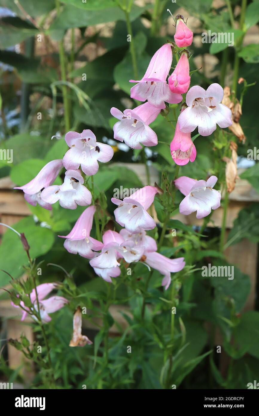 Penstemon ‘Apple Blossom’ beardingla Apple Blossom – Pancelle verticali di rosa a forma di campana e gola bianca striata rosa, luglio, Inghilterra, Foto Stock