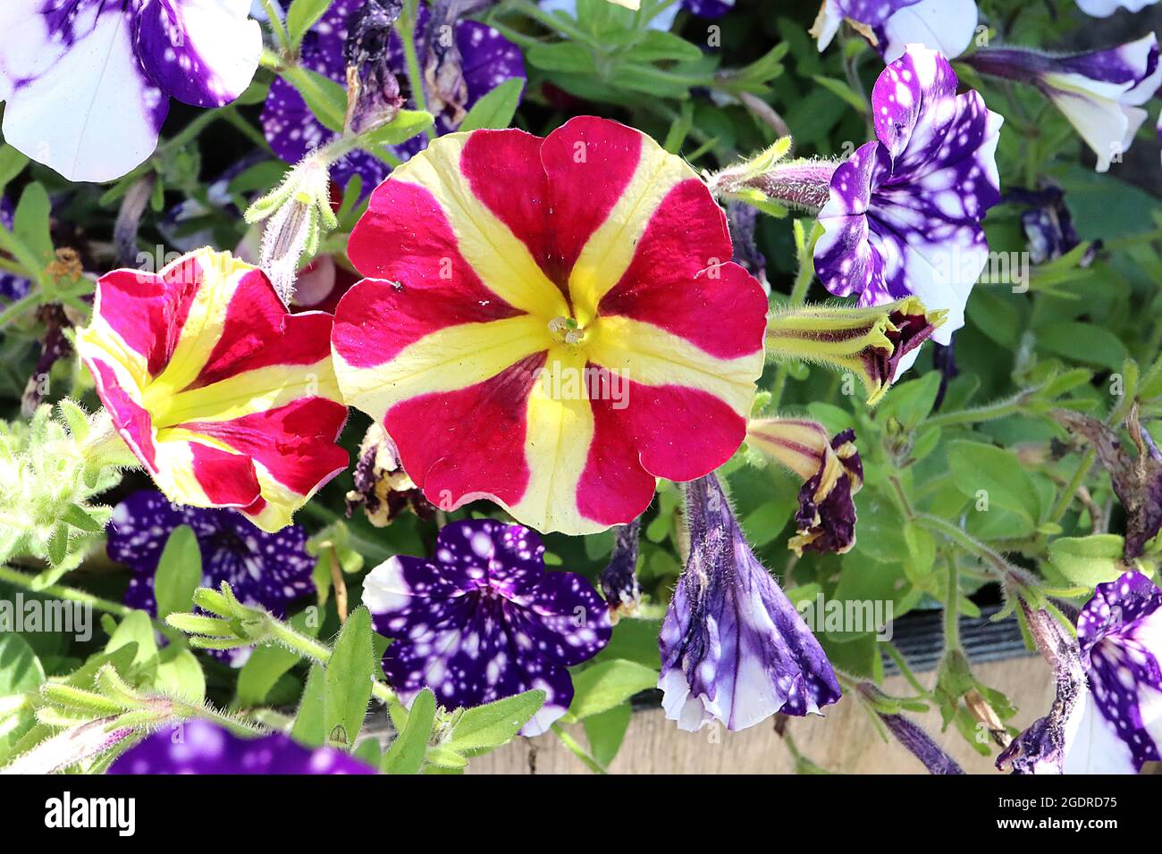 Petunia ‘Amore Regina dei cuori’ Lime verde fiori a forma di imbuto con profondi margini di cuore rosa, luglio, Inghilterra, Regno Unito Foto Stock