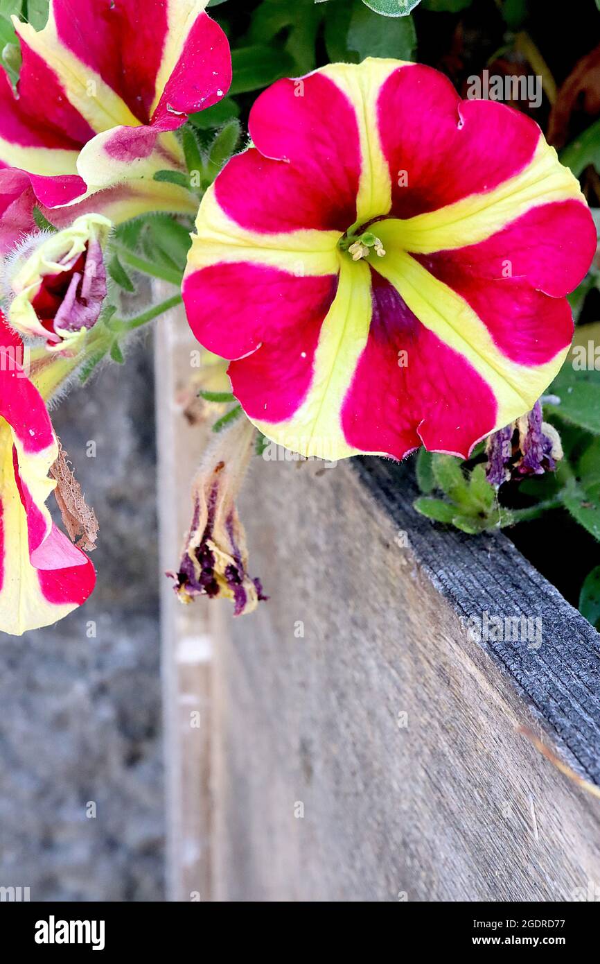 Petunia ‘Amore Regina dei cuori’ Lime verde fiori a forma di imbuto con profondi margini di cuore rosa, luglio, Inghilterra, Regno Unito Foto Stock
