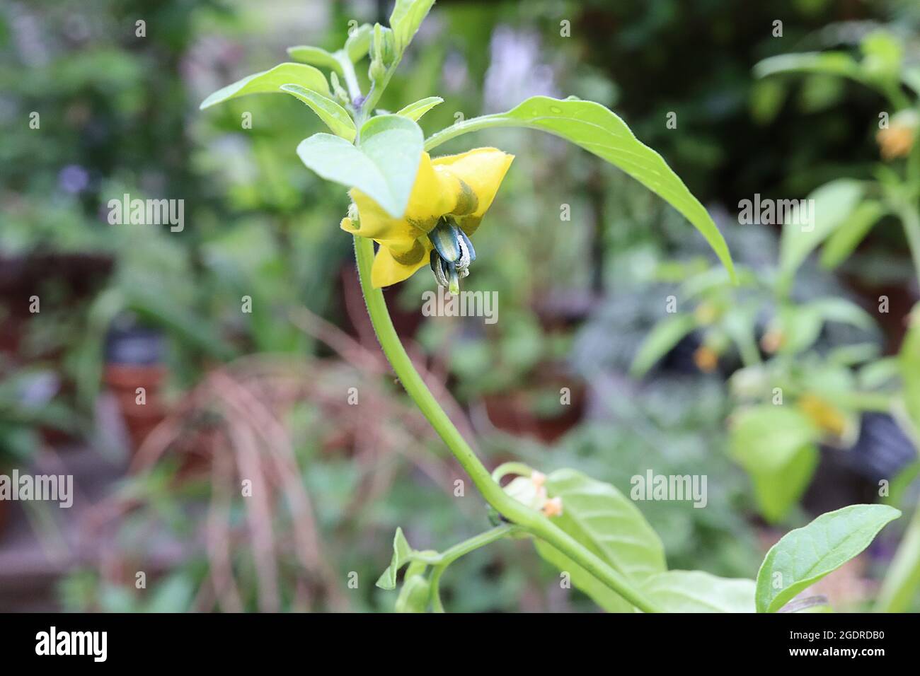 Physalis ixocarpa tomatillo – fiori gialli a faccia aperta con segni verdi marroni e foglie verdi chiare ovate, luglio, Inghilterra, Regno Unito Foto Stock