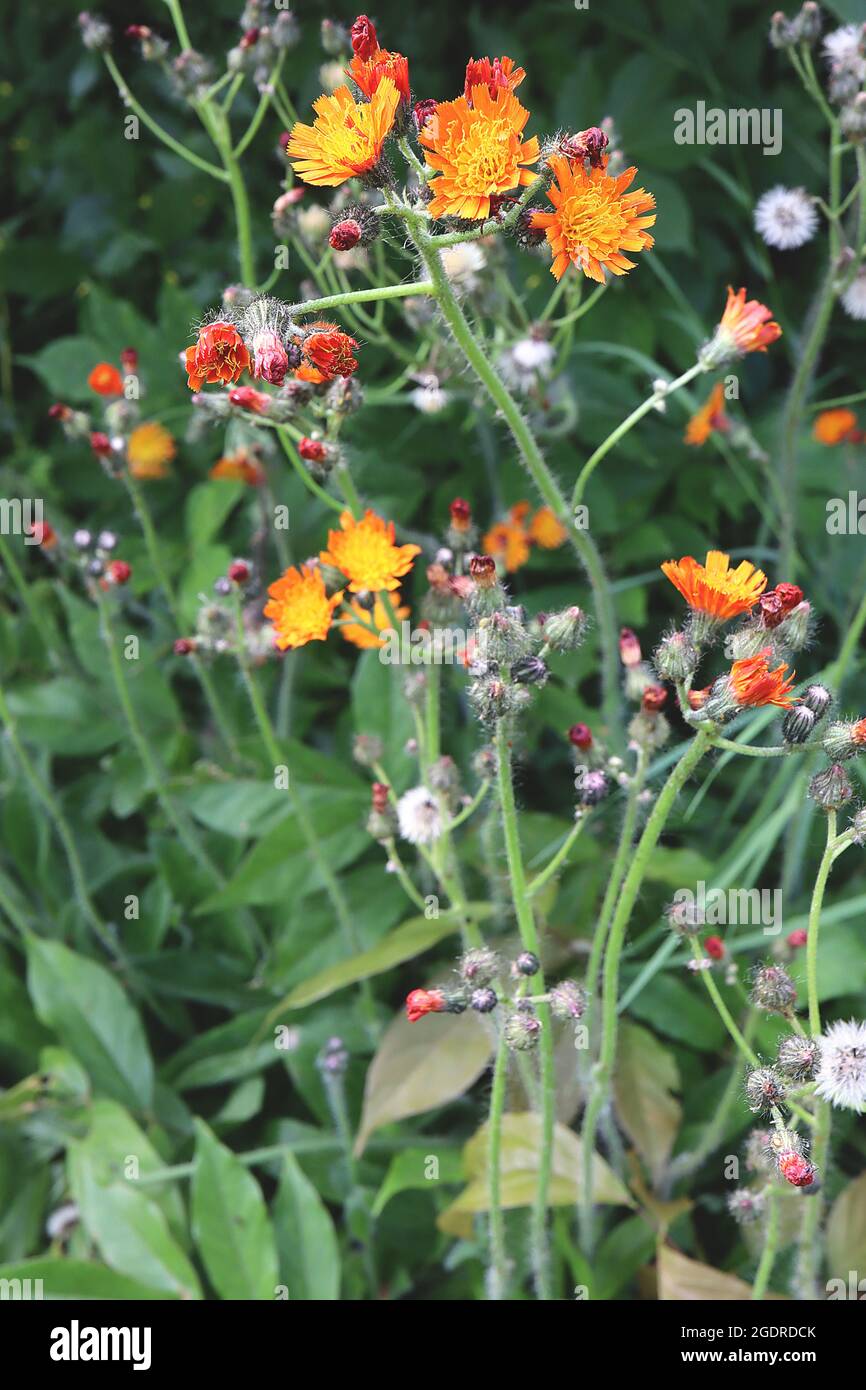 Pilosella aurantica volpe e cuccioli – fiori d'arancio con strati di petali simili a pennelli e stami gialli, luglio, Inghilterra, Regno Unito Foto Stock