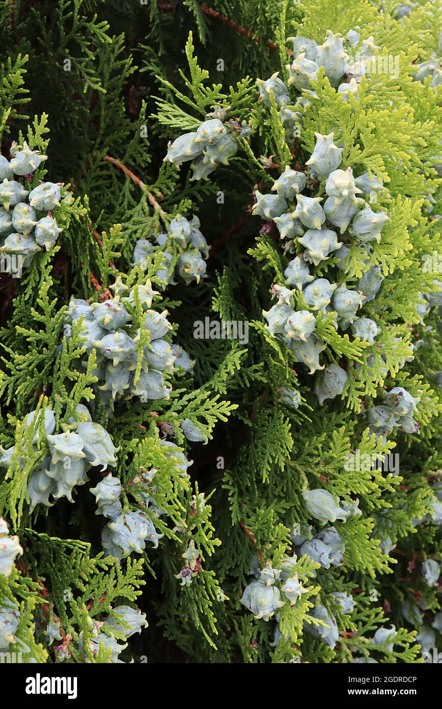 Platycadus orientalis Oriental thuja – coni ovali blu ghiaccio con ganci  per panna e spray verticali piatti di foglie simili a calcare, luglio,  Inghilterra, Regno Unito Foto stock - Alamy