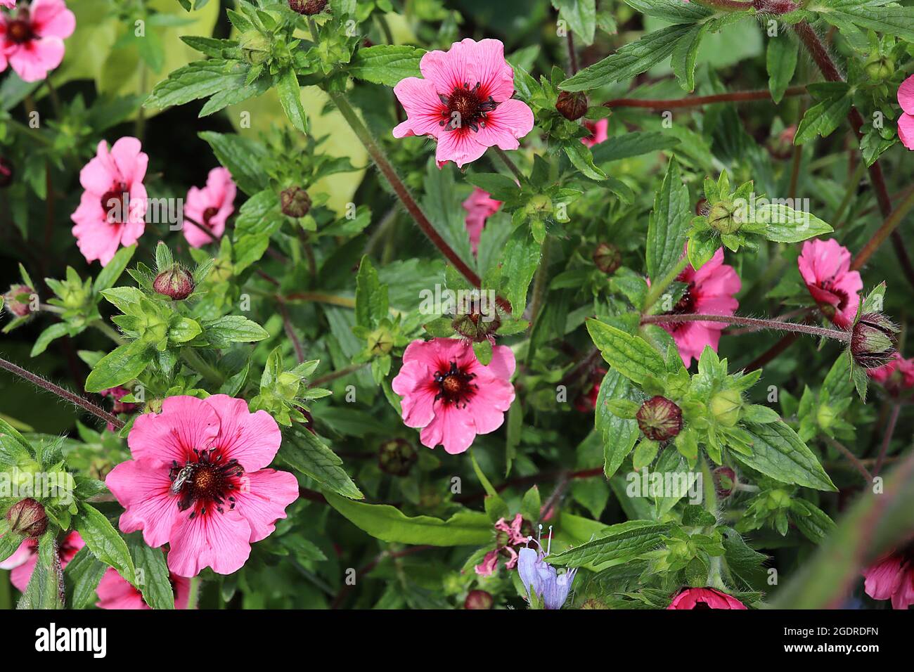 Potentilla nepalensis ‘Miss Wilmott’ cinqueboil nepalese Miss Wilmott – fiori rosa medi con alone rosso e vene, luglio, Inghilterra, Regno Unito Foto Stock