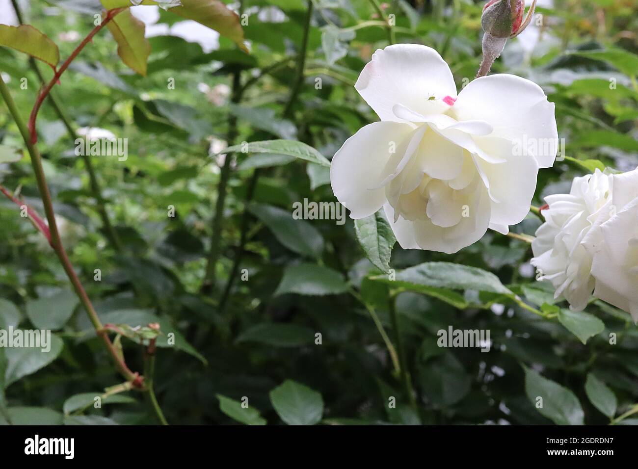 Rosa ‘Iceberg’ (rosa floribunda) Iceberg – due fiori bianchi di media taglia, luglio, Inghilterra, Regno Unito Foto Stock