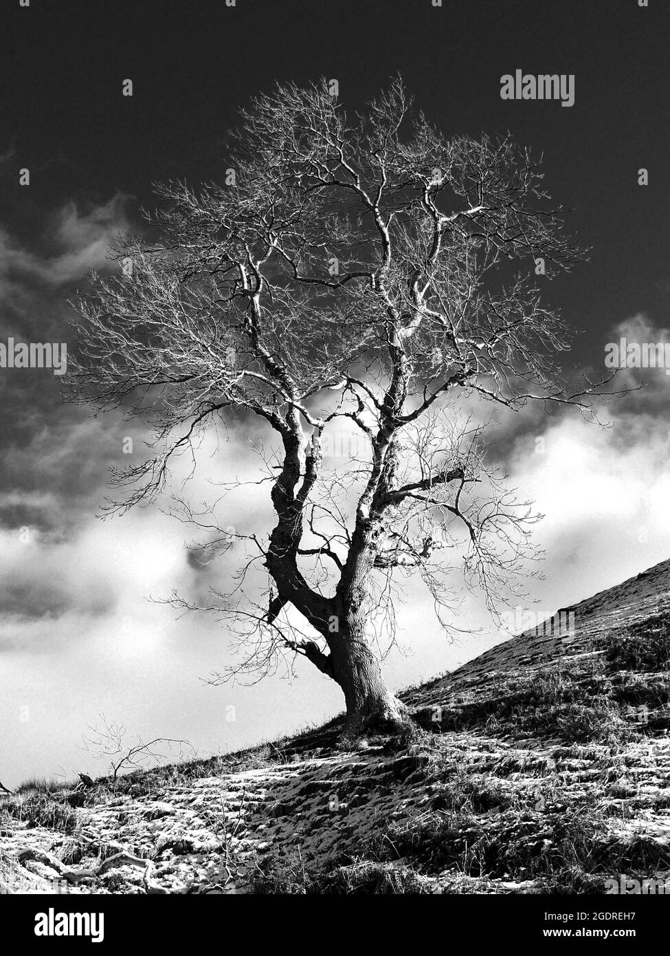 Una foto monocromatica di un albero solato sulla collina del Castello (Sugar Loaf Hill), nella Brisbane Glen vicino a Largs in Ayrshire, Scozia. Foto Stock